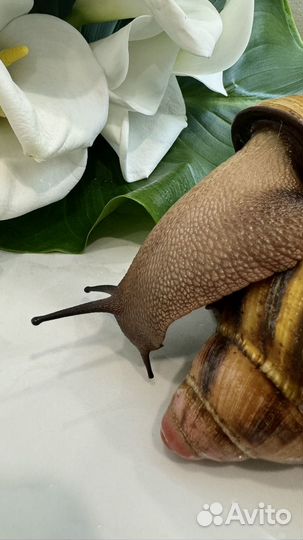 Улитки архахатины