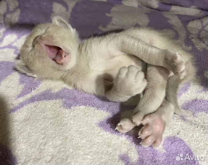 Котятки Бурмы