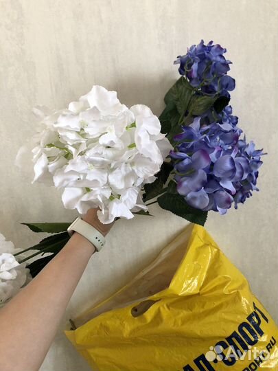 Гортензия декоративная крупная