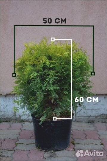 Туя голден глоб