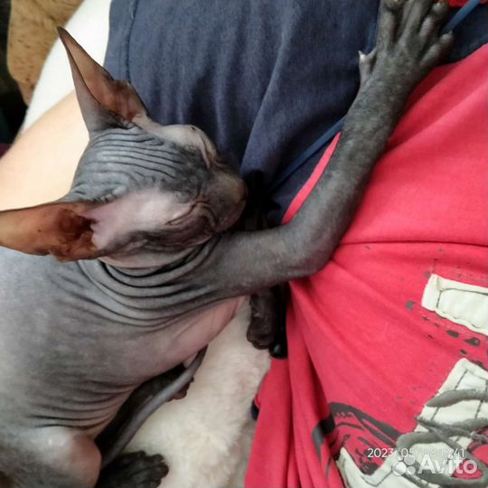Котенок донской сфинкс