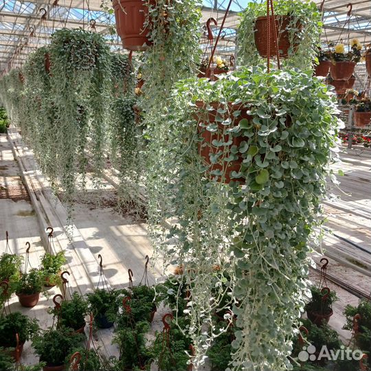 Дихондра в кашпо