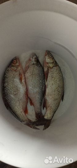 Рыба вяленая (сорожка жирная ) вылов 28.09