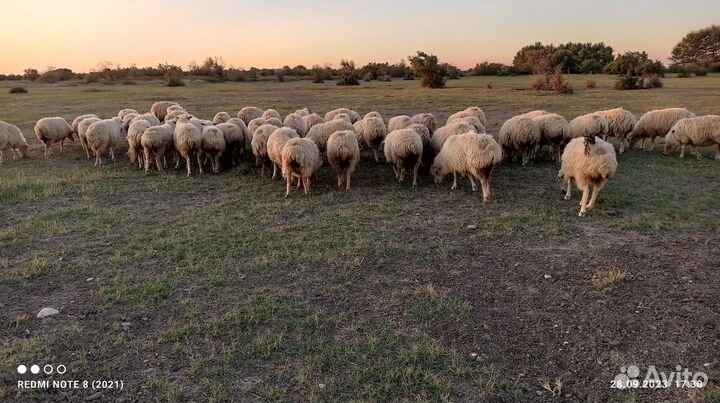 Курдючные бараны овцы