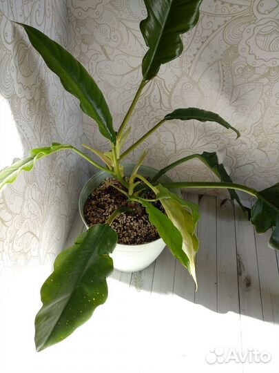 Филодендроны сортовые Диффенбахия Везувий