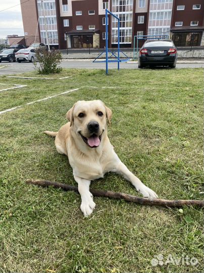 Отдам Лабрадора