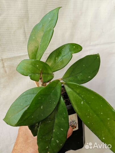 Хойя двух видов