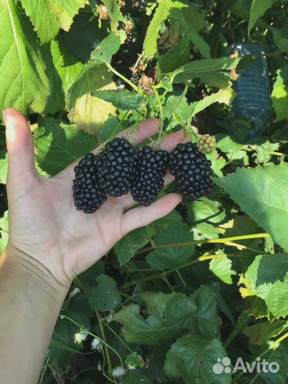 Ежевика. Саженцы с зкс