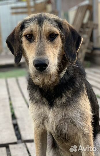 Собака бесплатно