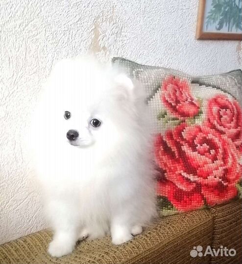 Шпиц девочка и мальчик