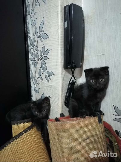 Котёнок британец и шатланка