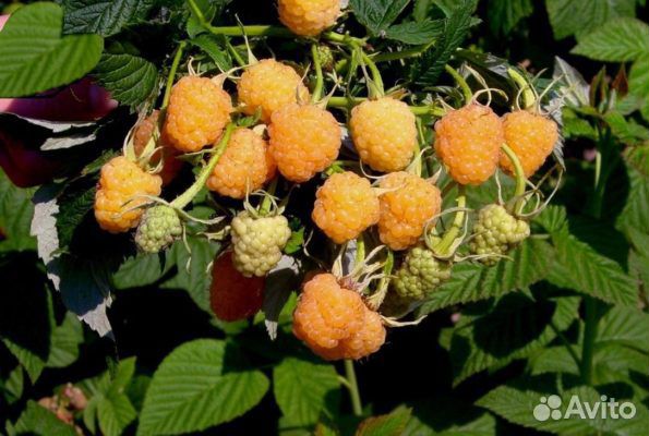 Саженцы малины Желтый гигант