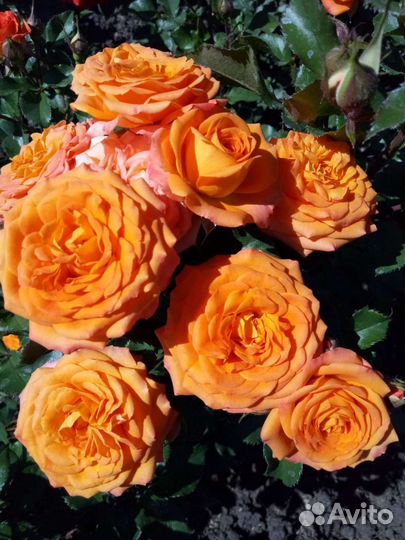 Кустовые розы саженцы