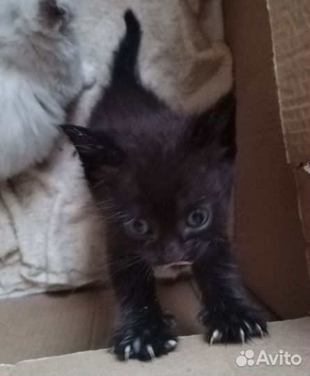 Отдадим котёнка