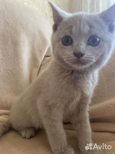 Шотланские котята
