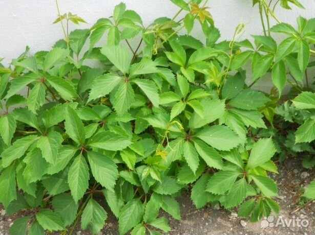 Девичий виноград