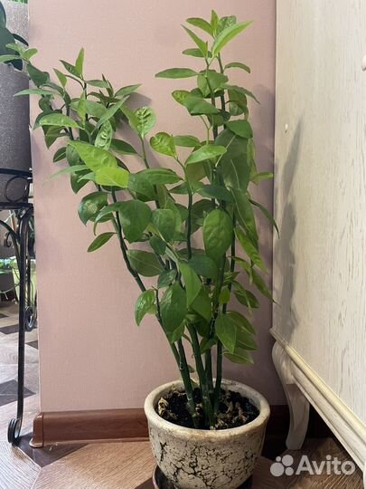 Педилантус