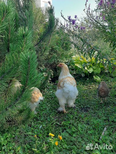 Куры Брама Лимон