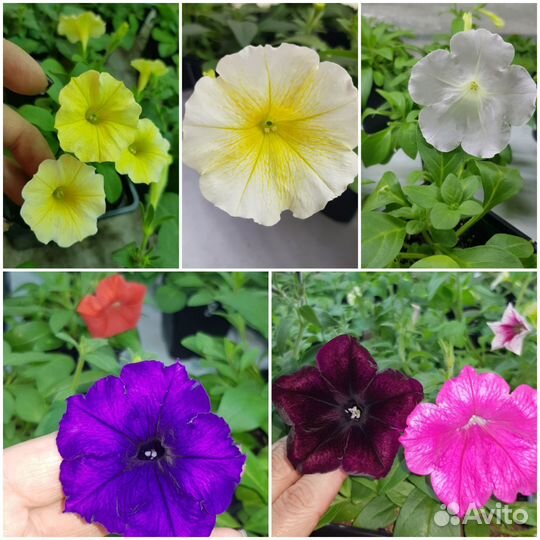 Петуния, колеус