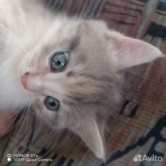 Отдам бесплатно котенка