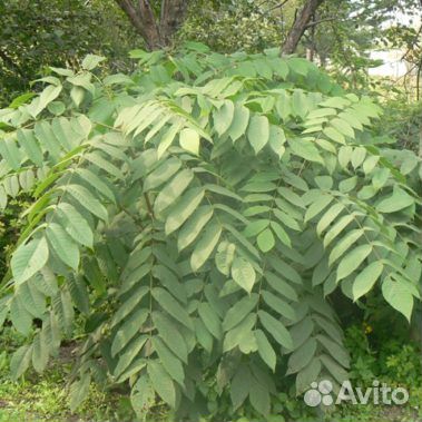 Саженцы деревьев, кустов и многолетних цветов