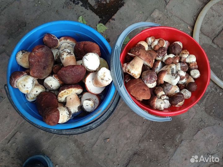 Грибы боровики