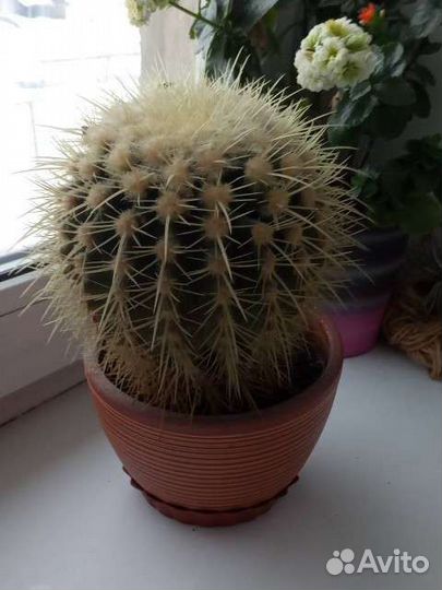 Большой кактус