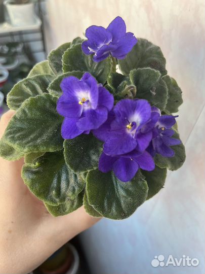 Фиалка цветущая