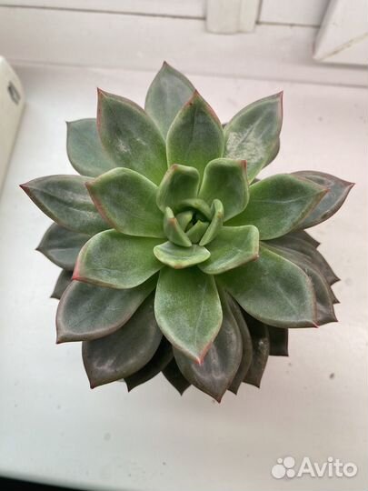 Суккуленты 1