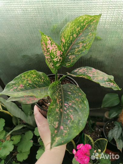 Аглаонемы (Чатра Монгол и др) и филодендрон Тортум