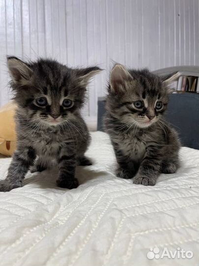 Отдам котят в хорошие руки