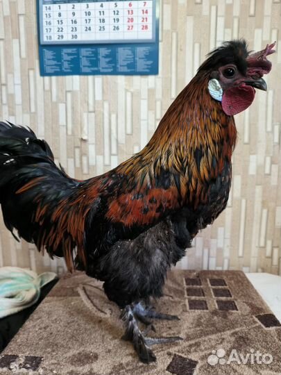 Молодые петухи