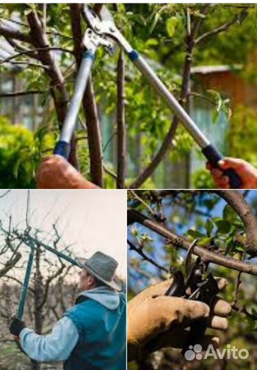 Обрезка деревьев