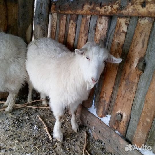 Зааненская коза