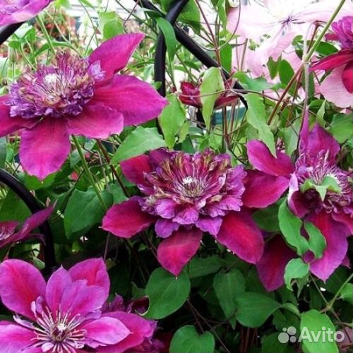 Саженцы клематиса