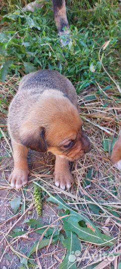 В добрые руки щенки