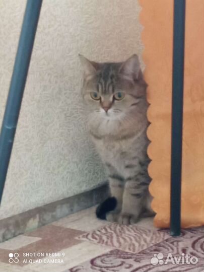 Кошка