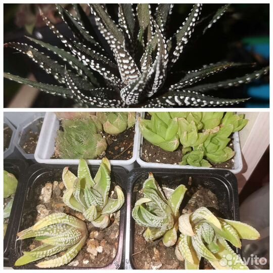 Суккуленты разные