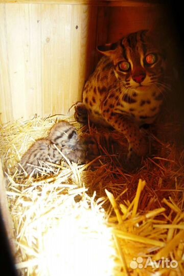 Алки. Малыши алк. Продажа алков. 22.Янв.23г алк