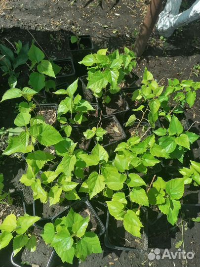 Щелковица черная