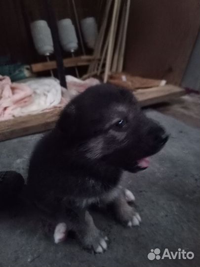 Отдаю щенков бесплатно в добрые руки