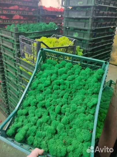 Мох стабилизированный от производителя