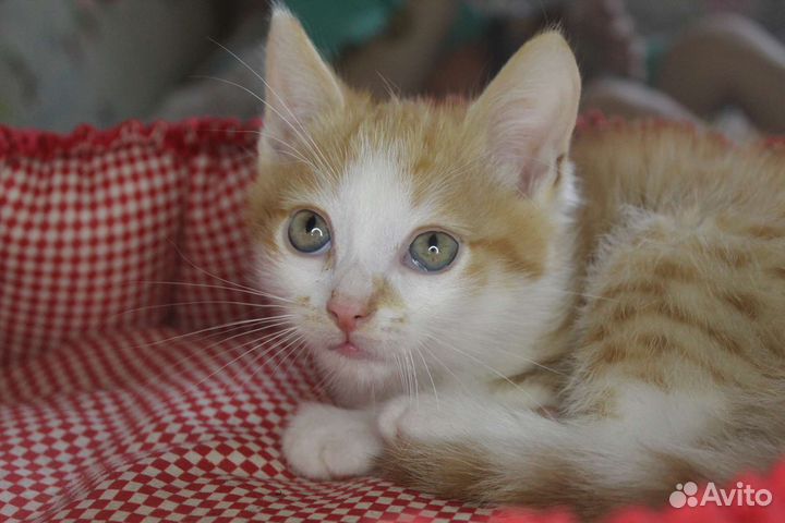 Котёнок рыжий