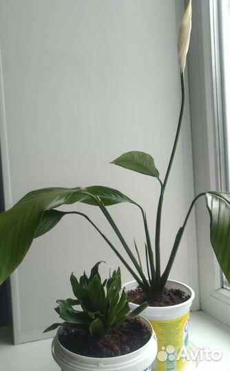 Драцена, спатифиллум