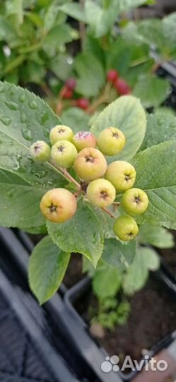 Саженцы черноплодной рябины