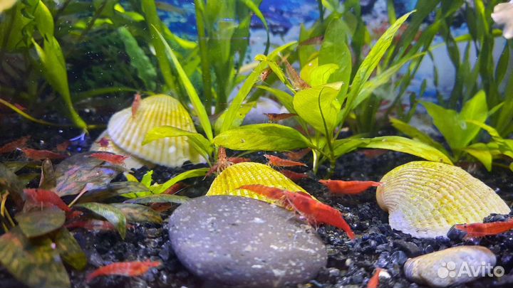 Растения мхи креветки