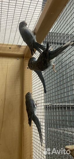 Попугай певчий