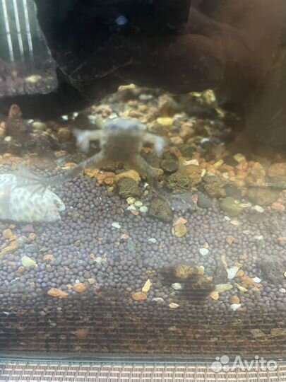 Аквариум с тритонами
