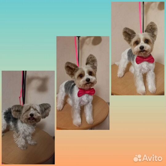 Стрижка собак.Груминг.Стрижка Йорка