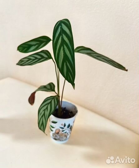 Комнатные растения Goeppertia